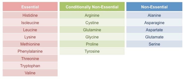 Blog 2 Essential Amino Acids