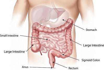 GUT 2