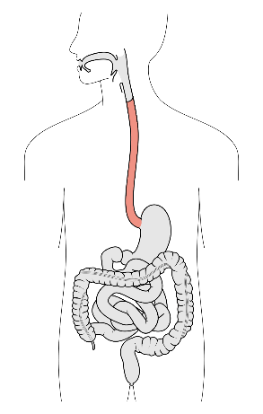 GUT 3